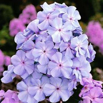 Syysleimu Lilac Times