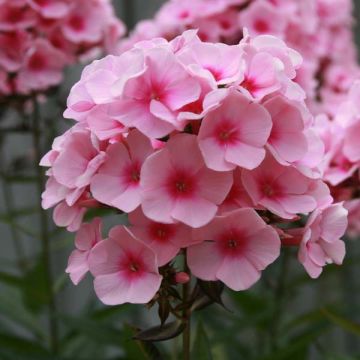 Syysleimu Rosa Pastel