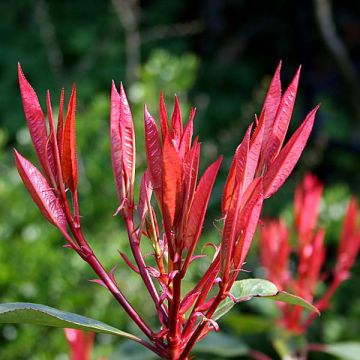 Tarhapunamarja Red Robin