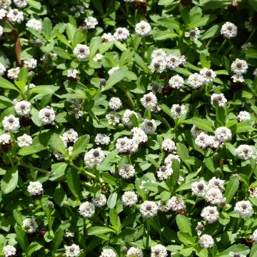 Mattonuppio - Phyla nodiflora