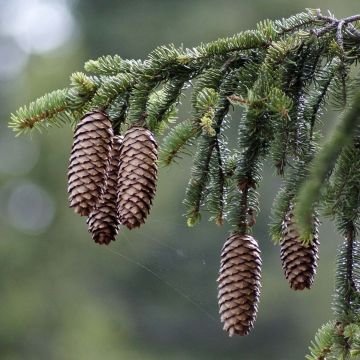 Metsäkuusi - Picea abies