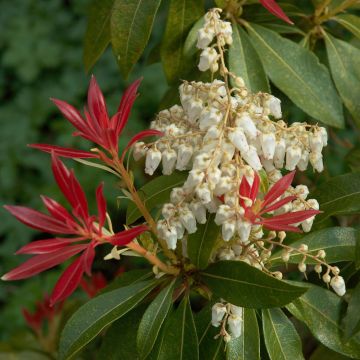 Japaninkellovaivero Forest Flame