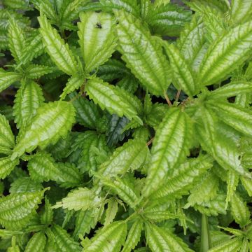 Piilea Taiwan Silver