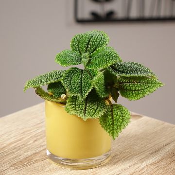 Piilea Moon Valley