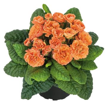 Kääpiöesikko Belarina Sweet Apricot