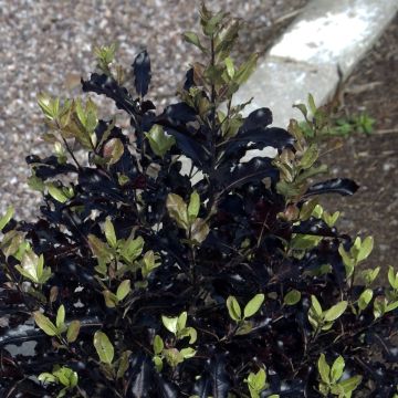 Poimukielopuu Dark Diva
