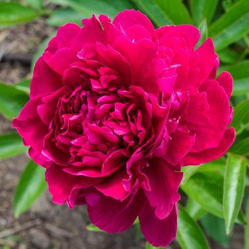 Kiinanpioni Paeonia