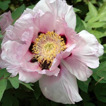 Pensaspioni Lilac
