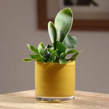 Hirvensarvisaniainen - Platycerium bifurcatum