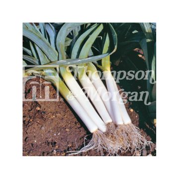 Purjo Blauwgroene Winter