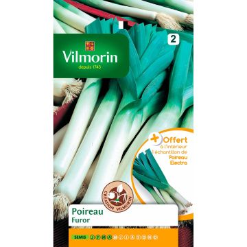 Purjo Furor - Vilmorin