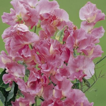 Tuoksuherne Mrs. R. Bolton (siemenet)