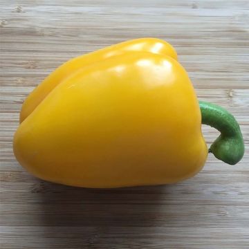 Keltainen maustepaprika Tenor F1