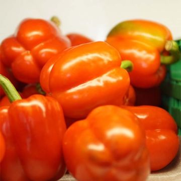 Oranssi maustepaprika Orange Gourmet F1