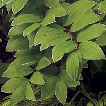 Kalliokielo Variegatum