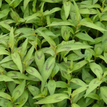 Vihannestatar - Polygonum odoratum