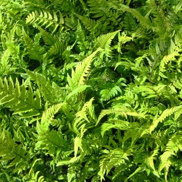 Härkylä - Polystichum tsus-simense