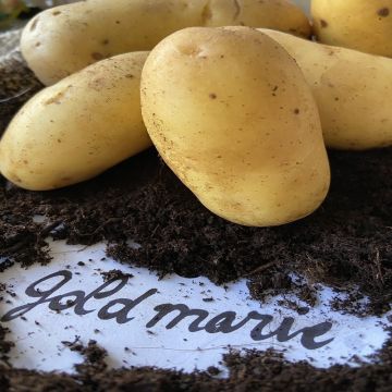 Peruna Goldmarie