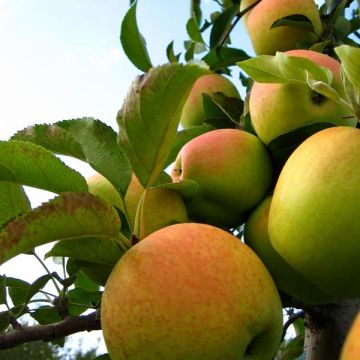 Tarhaomenapuu Golden Delicious