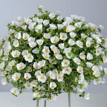 Vihannesportulakka Pazzaz White