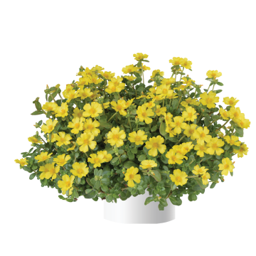 Vihannesportulakka Pazzaz Nano Yellow