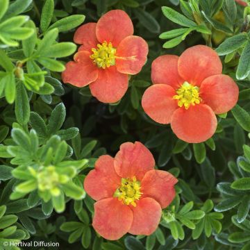Pensashanhikki Red'issima