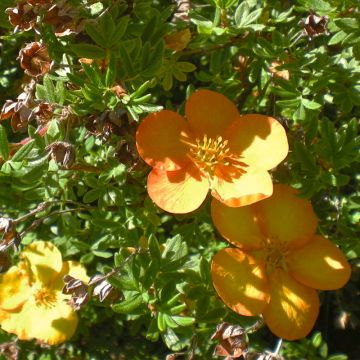Pensashanhikki Solar'issima