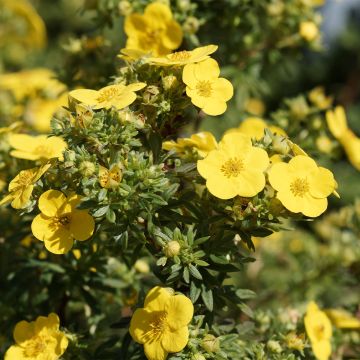 Pensashanhikki - Potentilla fruticosa