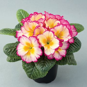 Kääpiöesikko Scentsation Yellow Cream