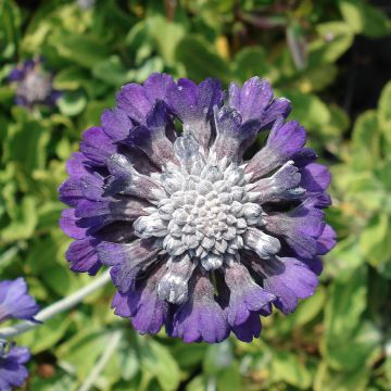 Tupsuesikko - Primula capitata subsp. mooreana