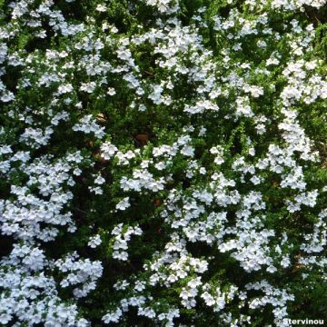 Ritvamintu - Prostanthera cuneata