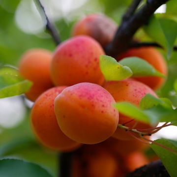 Aprikoosi Early Orange