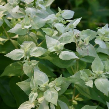 Pycnanthemum muticum