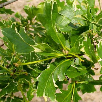 Metsätammi Argenteomarginata