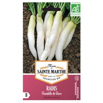 Retiisi Chandelle de Glace luomu - Ferme de Sainte Marthe