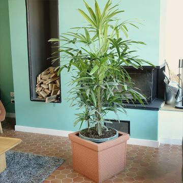 Japaninpensaspalmu - Rhapis excelsa