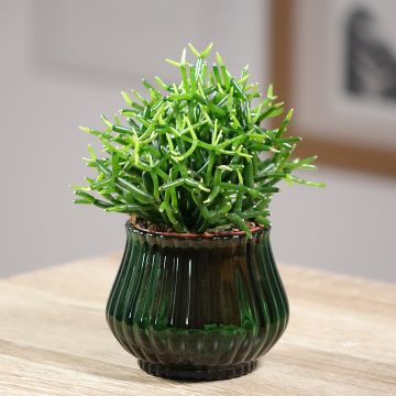 Hiuskorallikaktus - Rhipsalis baccifera