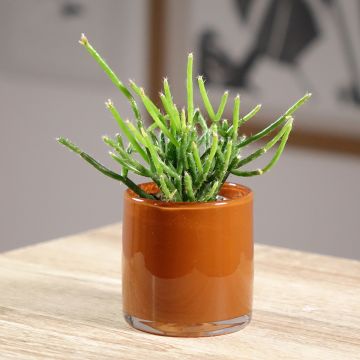 Korallikaktus - Rhipsalis burchellii