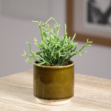 Mistelikorallikaktus - Rhipsalis cereuscula