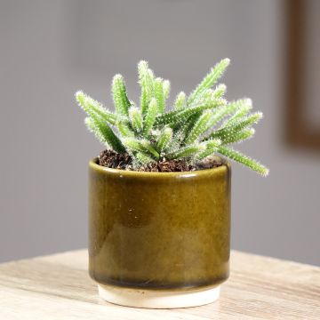 Korallikaktus - Rhipsalis baccifera subsp. horrida