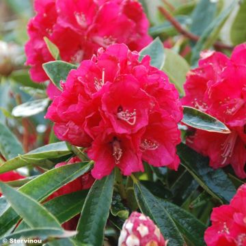 Puistoalppiruusu - Rhododendron arboreum subsp. arboreum