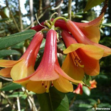 Puistoalppiruusu - Rhododendron cinnabarinum