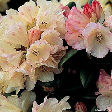 Yakushimanalppiruusu Dusty Miller