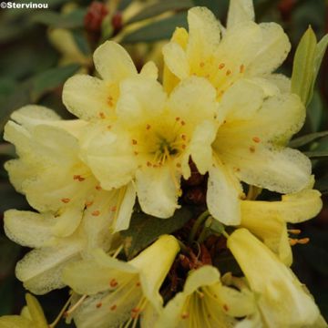 Alppiruusu Saffron Queen
