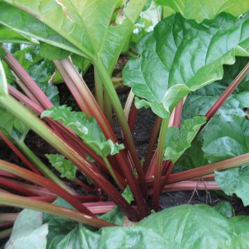 Raparperi Raspberry Red