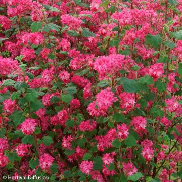 Ruusuherukka Red Bross