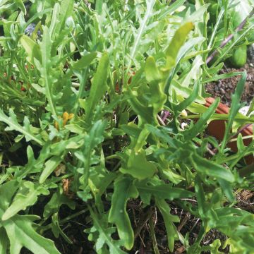 Valkohietasinappi luomu - Ferme de Sainte Marthe - Diplotaxis erucoides