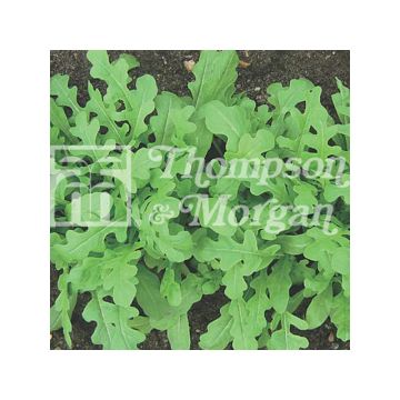 Vihannessinappikaali (rukola) Oakleaf