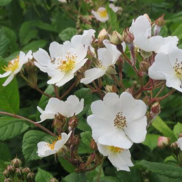 Japaninköynnösruusu - Rosa multiflora