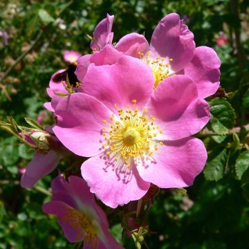 Omenaruusu - Rosa rubiginosa